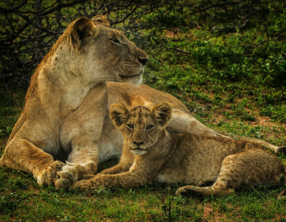 Ideal Month to Experience a Kenyan Safari