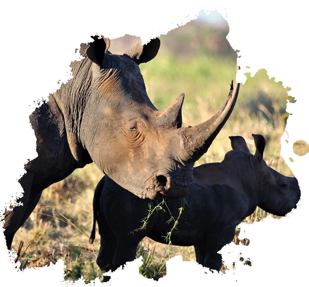 Meru National Park
