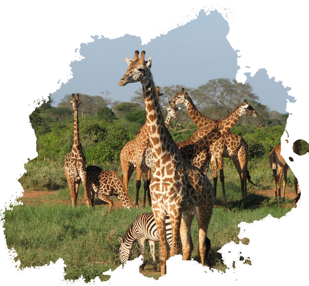 Tsavo West National Park