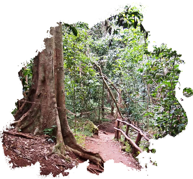 Karura Forest