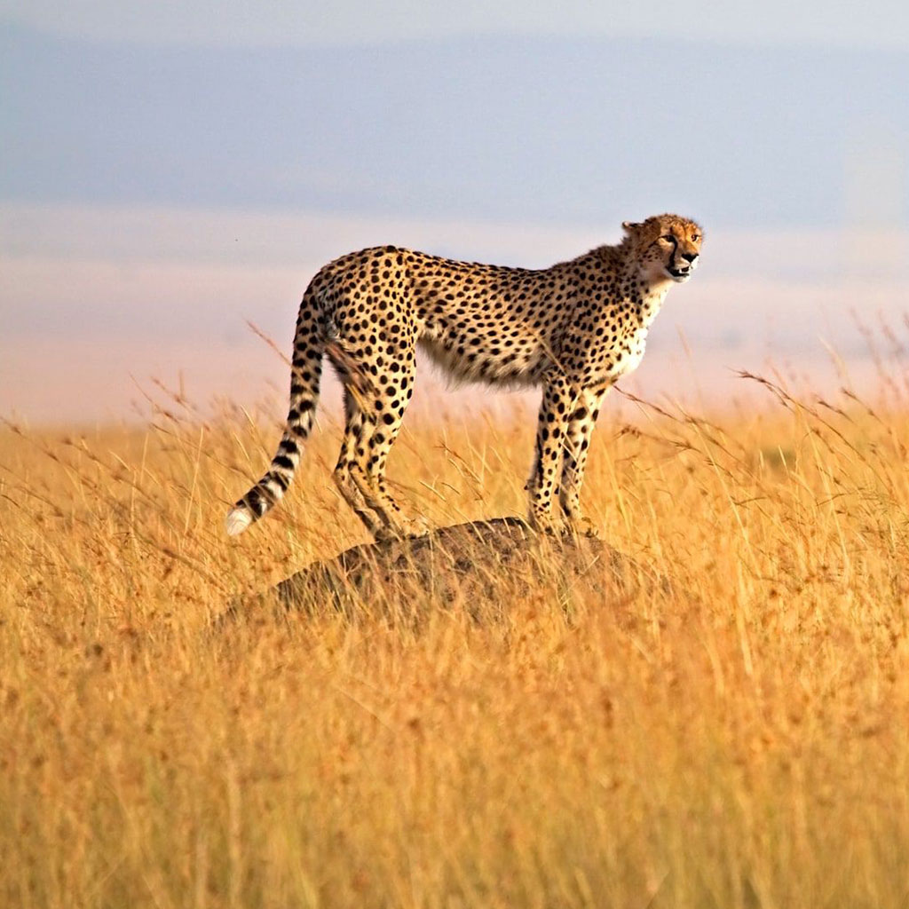 Maasai Mara