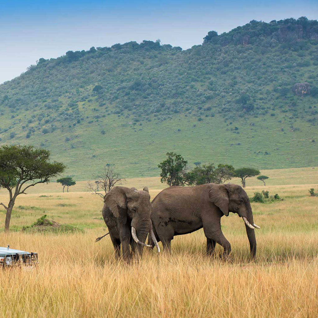 Maasai Mara