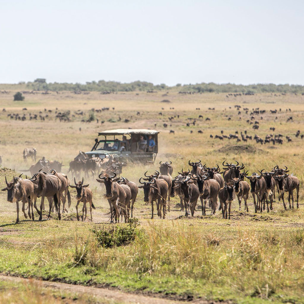 Maasai Mara