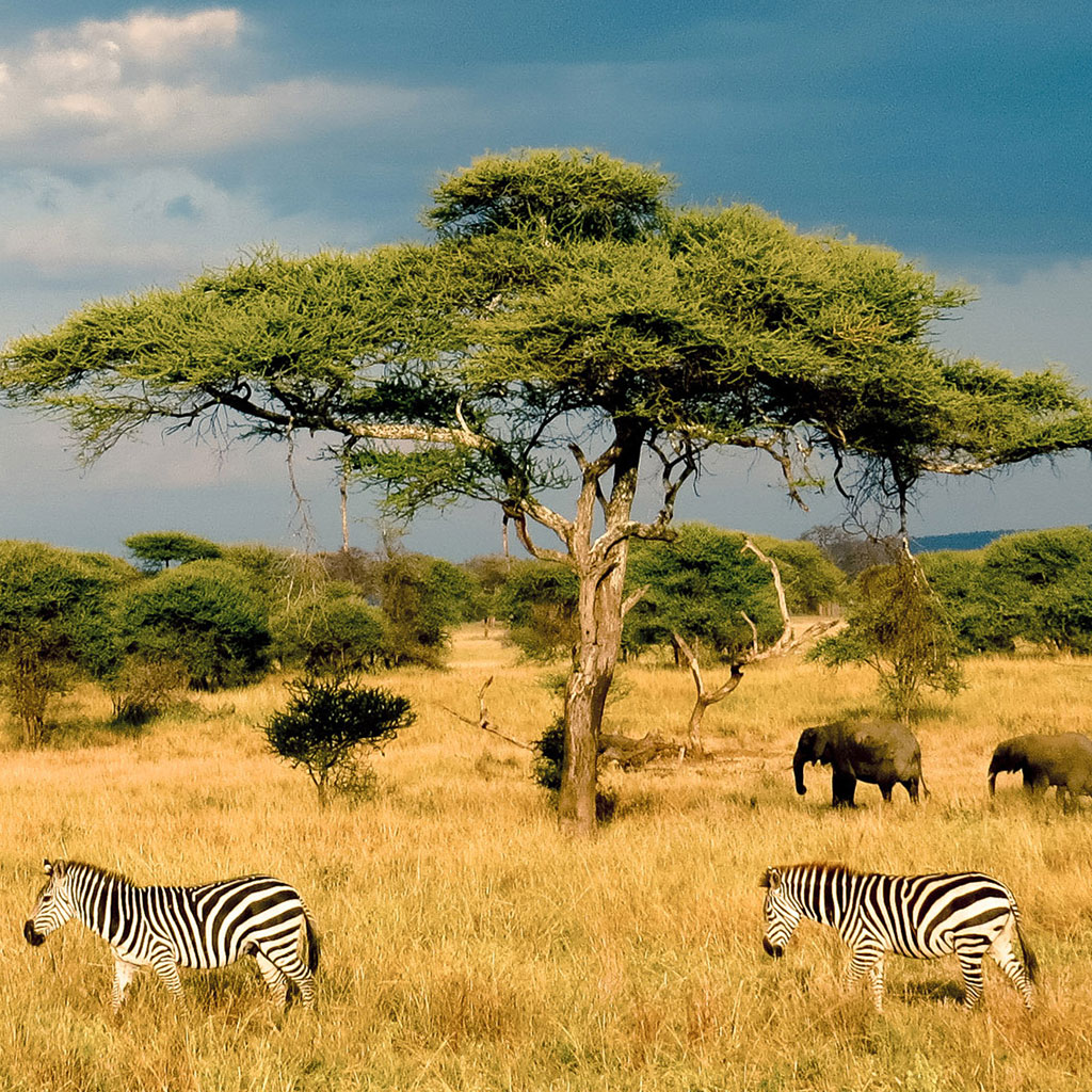 Maasai Mara