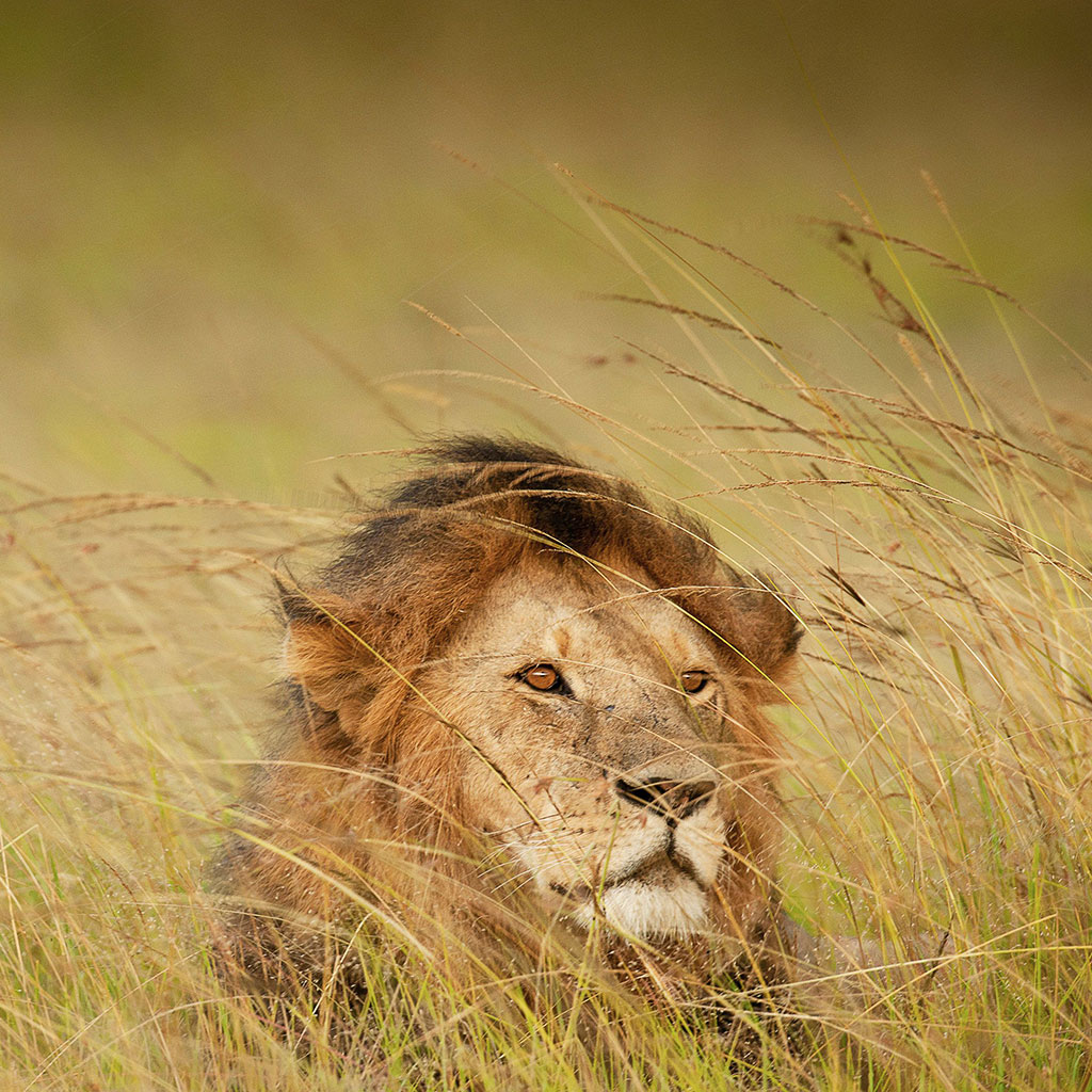 Maasai Mara